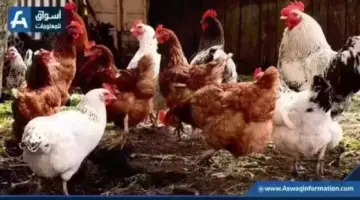 سعر الدواجن البيضاء.. أسعار الفراخ اليوم الخميس بالمزرعة | أسعار السلع